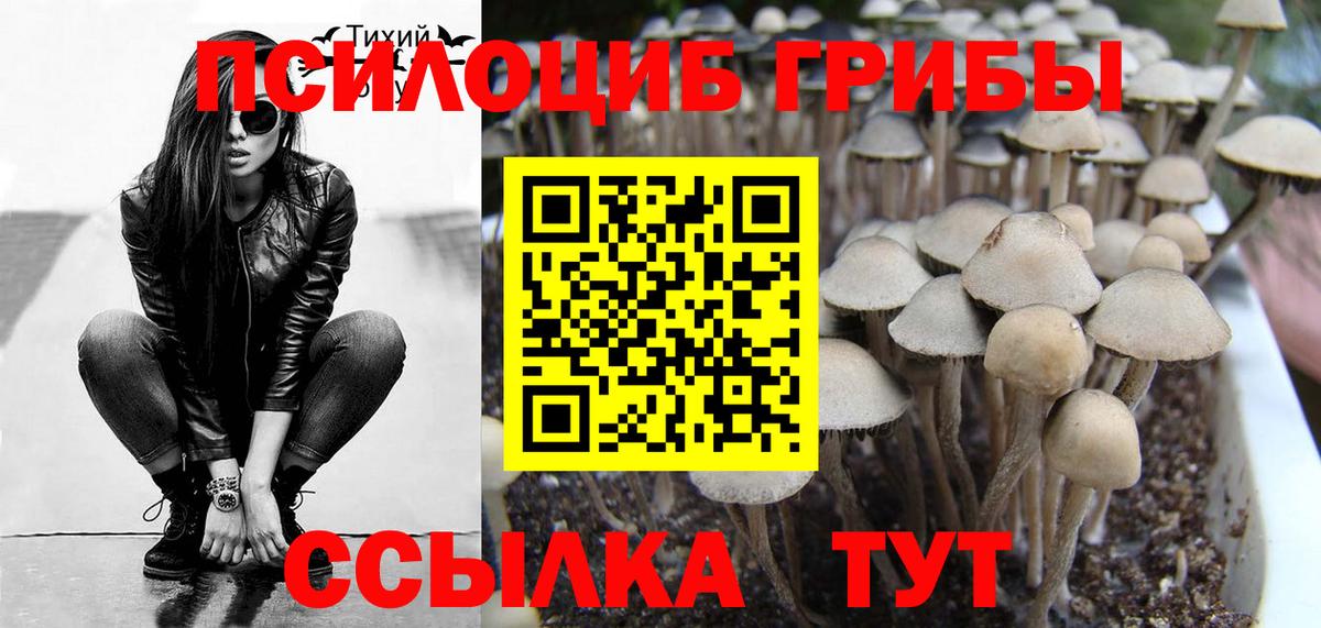 Псилоцибиновые грибы мицелий  Псилоцибиновые грибы Cubensis  Зима  Вход с VPN 
